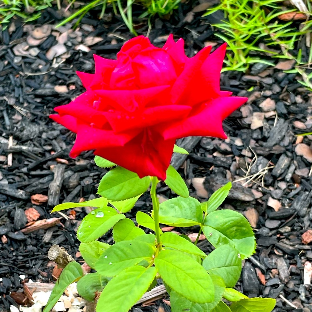 Meet your Posher, Yokasta